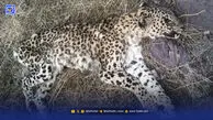 ماجرای تلفات پلنگ در منطقه امن رودبارک