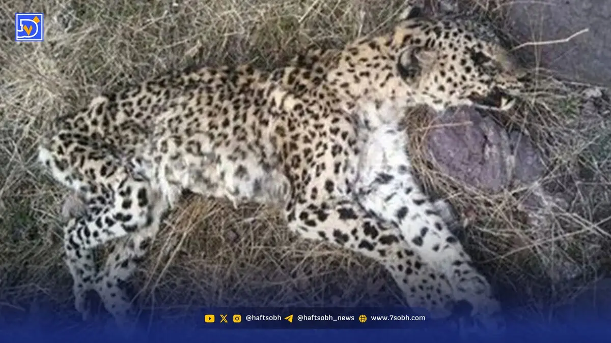 ماجرای تلفات پلنگ در منطقه امن رودبارک