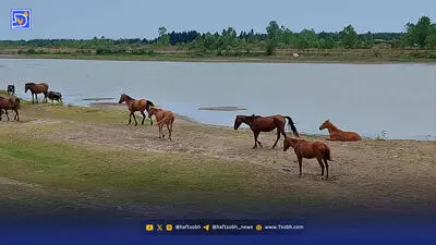 بوته‌ها پیشروی می‌کنند اما‌ اسب‌ها‌ محاکـمه‌ می‌شوند