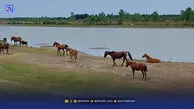 آیا دام‌ها دشمن بوجاق‌اند؟