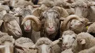 قیمت دام زنده برای عید قربان