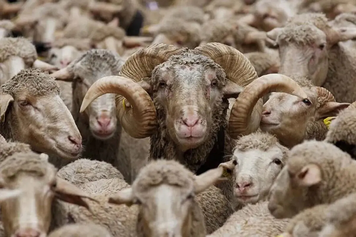 قیمت دام زنده برای عید قربان