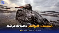 زیستمندان خلیج‌فارس در نفت خفه می‌شود