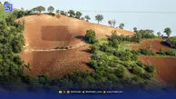 نسخه تازه برای درختان زاگرس