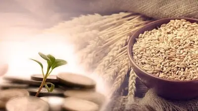 گندمکاران بخوانند| افزایش شدید قیمت گندم از امروز جمعه ۲۵ اردیبهشت ۱۴۰۵