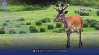 مرال‌ها جای‌شان را به گوزن زرد دادند