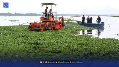 یک دهه مبارزه با سنبل آبی میهمان ناخوانده تالاب انزلی