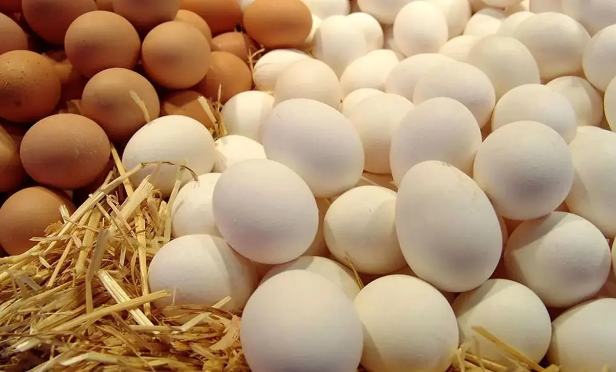 قیمت عجیب و غریب تخم مرغ امروز سه شنبه ۱۹ خرداد ۱۴۰۵/ تخم مرغ دانه‌ای چند؟
