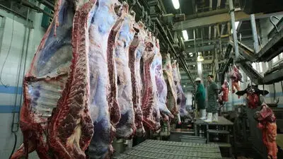 قیمت جدید گوشت قرمز ۱۹ خرداد ۱۴۰۵/ قیمت دل و جگر گوسفندی کیلویی از ۲ میلیون تومان گذشت + جدول