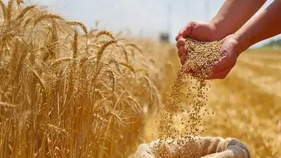 آخرین خبر از پرداخت مطالبات گندمکاران امروز جمعه ۲۲ خرداد ۱۴۰۵ | تکلیف مطالبات گندمکاران مشخص شد