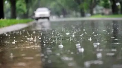روز مرگبار گنجشک‌های فریدونکنار 