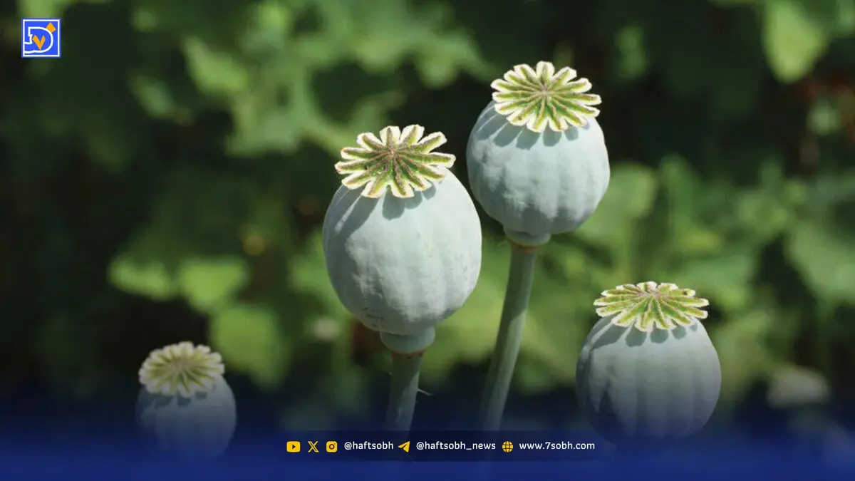 اقتصاد تریاکی زاگرس | ‌درآمد غیر‌قابل رقابت خشخاش