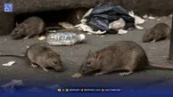 زباله‌ها به زیر زمین می‌روند، موش‌ها به حاشیه