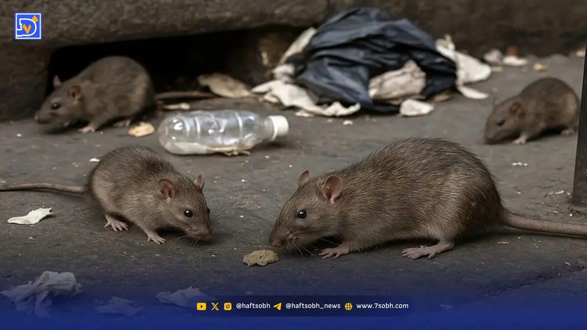 زباله‌ها به زیر زمین می‌روند، موش‌ها به حاشیه