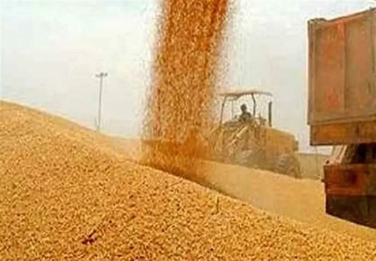 آخرین وضعیت از خرید تضمینی گندم و پرداخت مطالبات گندمکاران امروز جمعه ۱۵ خرداد ۱۴۰۵
