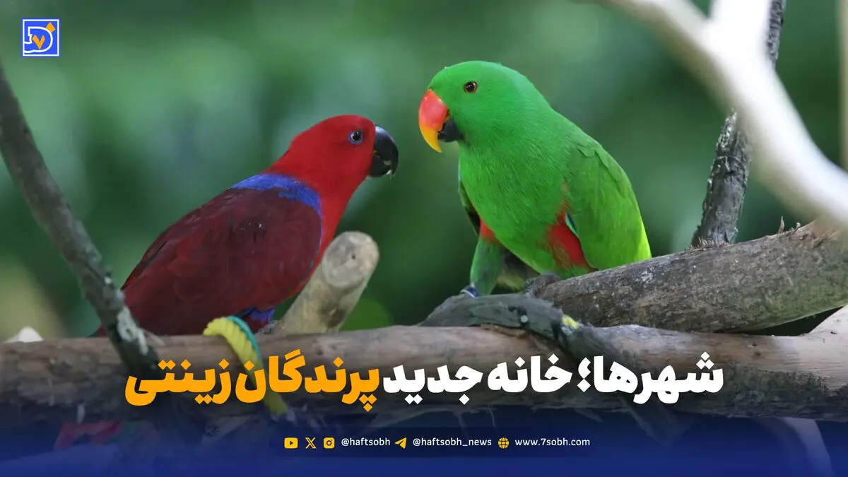 شهرها؛ خانه جدید پرندگان زینتی