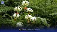 دادگاه ‌درختان داماش | سه سال هرس تاج بدون کسب مجوز؟
