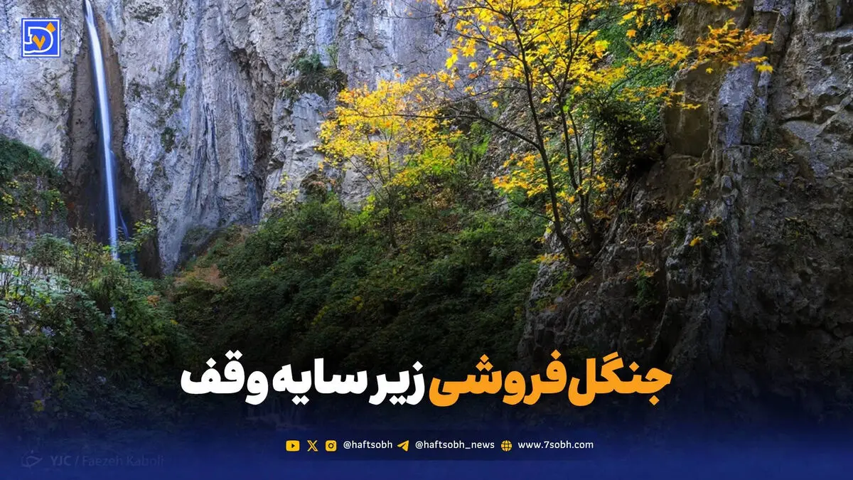 جنگل‌فروشی زیر سایه وقف