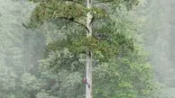 پس از یک دهه جست‌و‌جو غول پنهان بالاخره لو رفت
