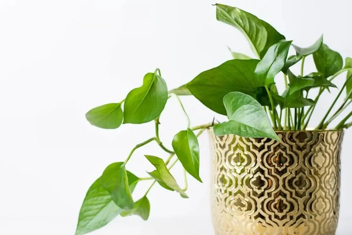 نکاتی برای مراقبت از گیاهان آپارتمانی