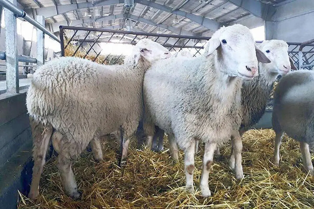 بازار دام و گوشت در وضعیت باثبات قرار دارد