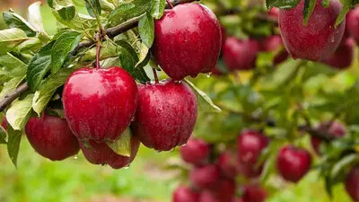 سالم‌ترین میوه دنیا کدام است؟ پاسخ محققان شما را شگفت‌زده می‌کند!