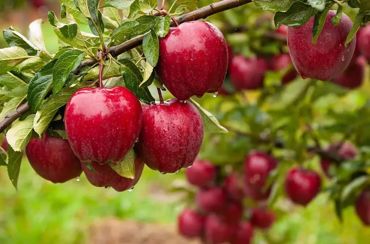 خواص خوردن سیب ناشتا؛ از کمک به قلب و معده تا شروع پرانرژی روز