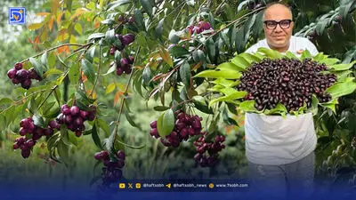 باغدار می‌کارد، واسطه قیمت می‌گذارد