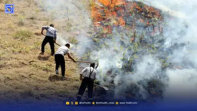راه نجات جنگل‌ها بازگشت به مدیریت پایدار است؛ هشدار فائو درباره کاهش بیوماس