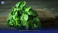 نعناع گیاهی خوش‌ عطر با فواید درمانی