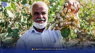 روزشمار سبز دامغان | چرا باغدار محصول را زود می‌فروشد؟
