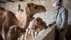 بیماری مِرس چیست؟