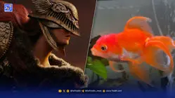 وداع با تورتلینی؛ ماهی قرمزی که باس‌های Elden Ring را از پا درآورد