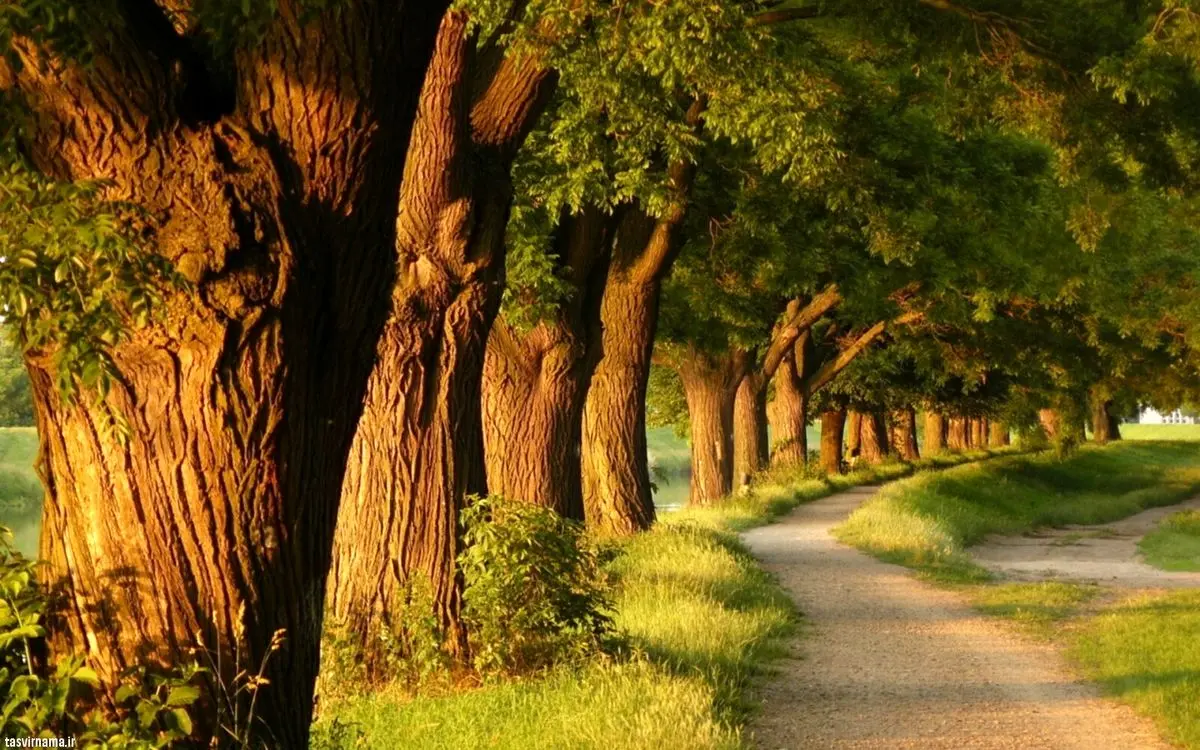 چند درخت در کره زمین وجود دارد؟