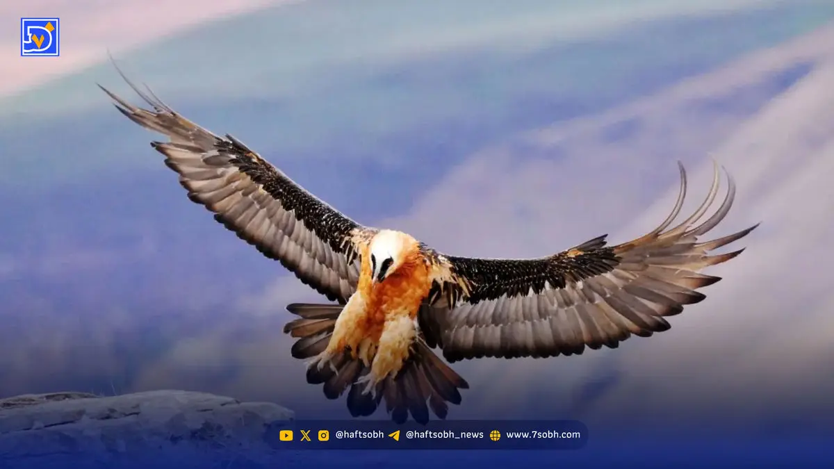 دیده شدن همای سعادت در شهرک اکباتان تهران + عکس