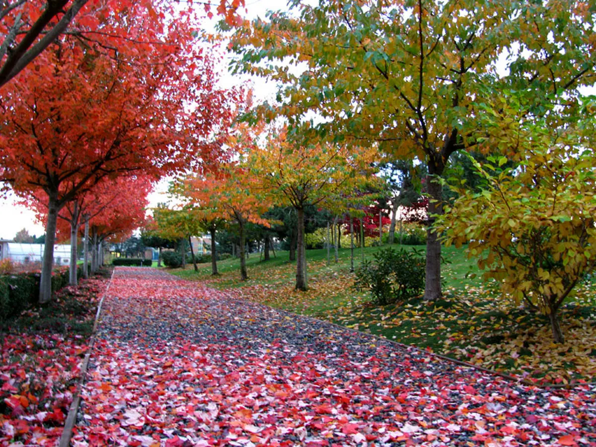 سبزترین شهرهای جهان