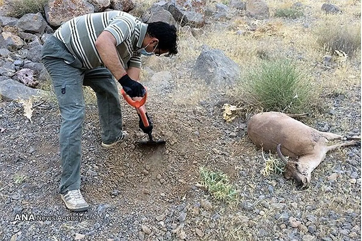 واگیر در نزدیکی پایتخت /طاعون حیوانات به البرز رسید