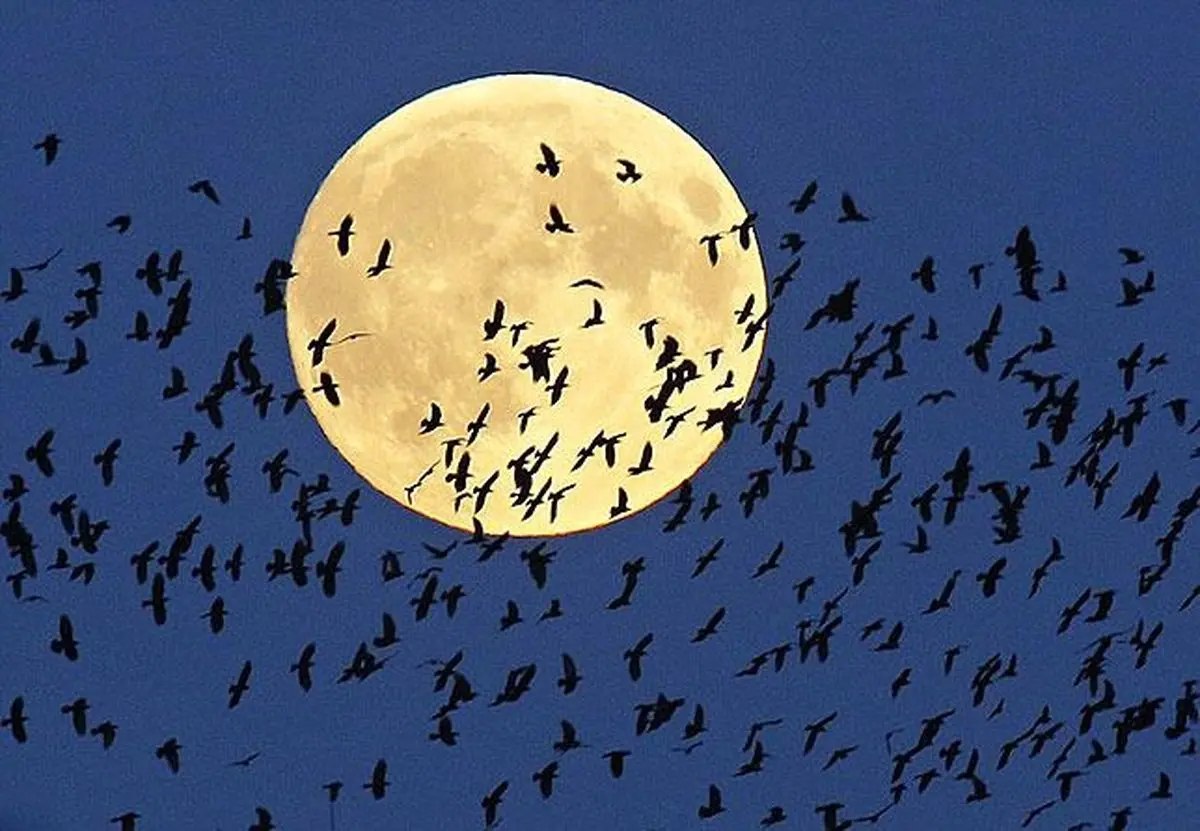 ۱۴ تصویر بی‌نظیر از ماه گرفتگی دیشب