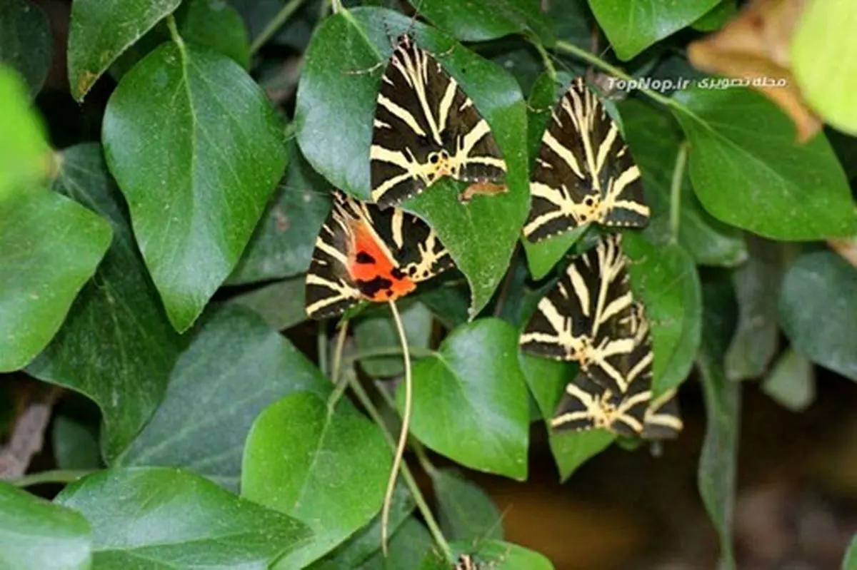 گزارش تصویری: دره پروانه ها در یونان