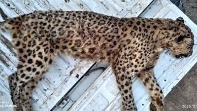 مرگ تلخ پلنگ ماده ایرانی در البرز
