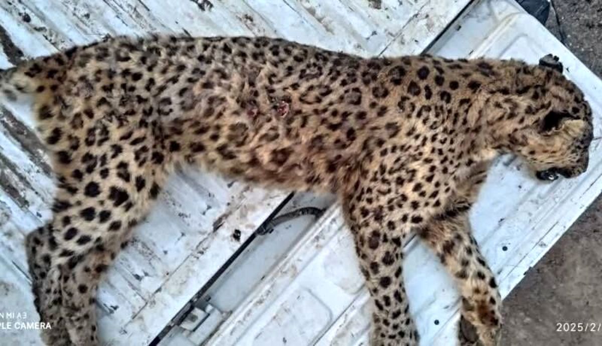 پلنگ ماده ایرانی در البرز تلف شد + عکس تلخ