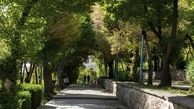  پشت پرده آگهی اجاره درخت در اپلیکیشن دیوار