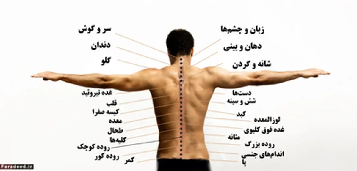 راز بزرگ در پشت بدن انسان