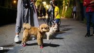 اظهارنظر شهردار تهران درباره سک و سگ‌گردانی