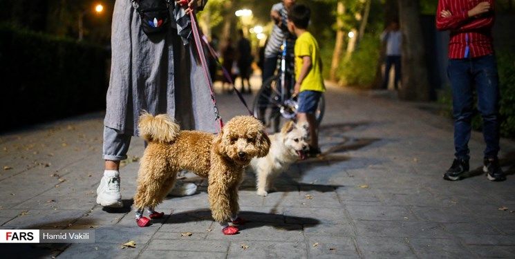 اظهارنظر شهردار تهران درباره سک و سگ‌گردانی
