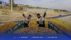 «سیب» و «انگور»؛ قاتل جان دریاچه ارومیه