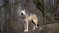 ماجرای اطلاعیه درباره خطر گرگ‌ها در دانشگاه