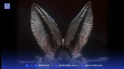 شکار لحظه رو‌به‌رو شدن پلنگ ایرانی و مار (فیلم)