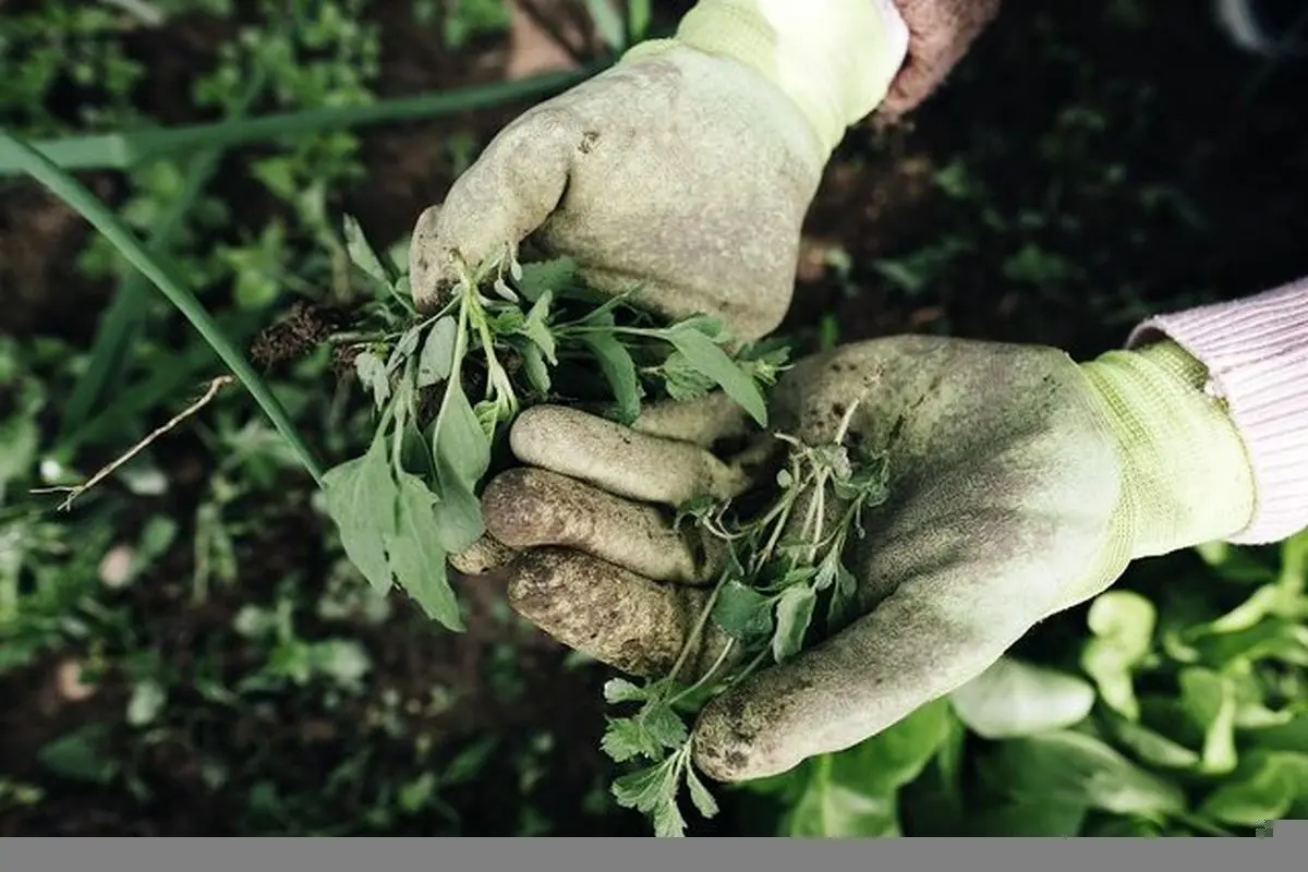 چگونه باغبانی به بهبود سلامت روان کمک می‌کند؟