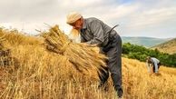 جنجال جدید برای قیمت گندم + جزییات و حواشی